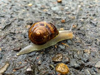 Snail on Wet Pavement