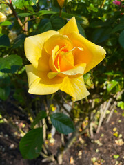 Yellow Rose Flower 02