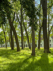 Brugge, Flanders, Belgium - June 22, 2024: Portrait, Ten Wijngaerde Beguinage inner garden with tall trees on green lawn creating shadows. Facades in back
