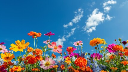 Obraz premium brightly colored summer garden with a variety of flowers in full bloom, set against a clear blue sky with a few fluffy clouds, creating a vibrant and lively scene, with copy space for text