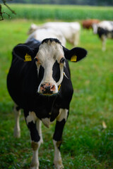 Cow gazing on green field. Countryside farm with cow. Mature cow at meadow. Cow in grassy field at farm.