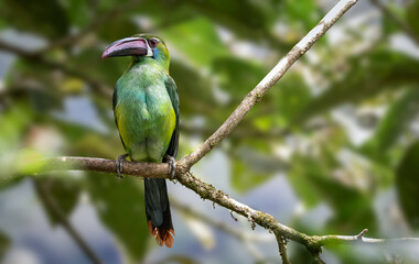 Birds of Colombia - Tucancito Culirrojo - Crimson-rumped Toucaned - Aulacorhynchus haematopygus