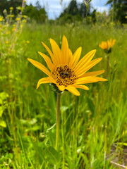 Mule Ear Star Flower 04