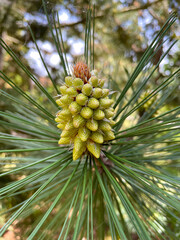 Fototapeta premium Red Pine Cone 04