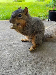 Nutty Squirrel 03