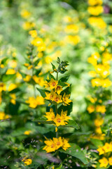 Lysimachia punctata, the dotted loosestrife, large yellow loosestrife