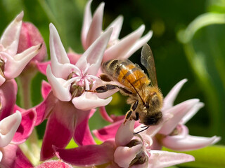 Milkweed Apidae 04