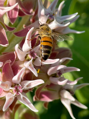 Milkweed Honeybee 05