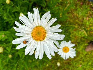 Obraz premium Daisy Mandala with Ladybug 01