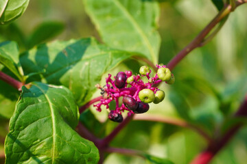 Obraz premium Phytolacca americana, also known as American pokeweed is a poisonous, herbaceous perennial plant.