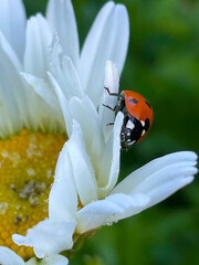 Ladybug Daisy Petal 01