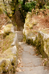 Ecovia Escadaria de pedra na Natureza, com musgo verde e plantas laranjas