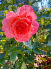 Pink Rose Mandala 03