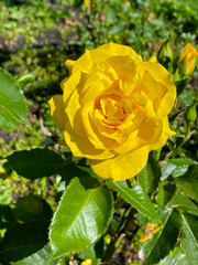 Yellow Rose Mandala 02