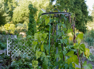 upcycling of a bicycle rim as a climbing aid for beans in the garden