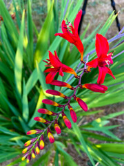 Crocosmia Red Flowers 07