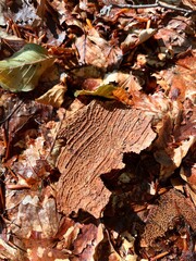 tree bark in autumn forest on fallen leaves