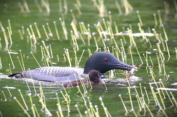 Northern Loon adults and young chicks on cruising a Maine pond in the early summer.