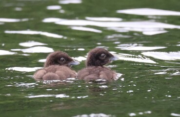 Northern Loon adults and young chicks on cruising a Maine pond in the early summer. © LadyValory