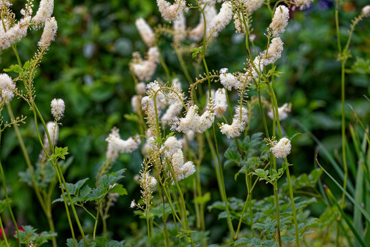 Black snakeroot (Actaea racemosa) known as the black cohosh, black bugbane or fairy candle. Plant native to eastern North America.