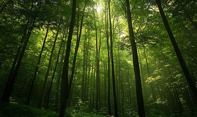 Obraz premium Sunbeams Illuminating a Lush Green Forest Canopy