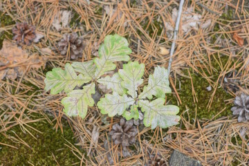 one small oak tree with green leaves on gray ground and moss  in the spring forest
