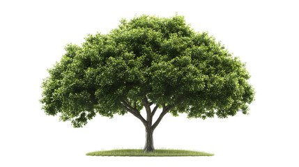 Green Tree Illustration, Lush Tree Art, Detailed Nature Image, Tree with Green Leaves, Tree on White Background, Stock Illustration