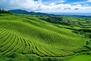 Aerial drone view of shapes of Cha Gorreana tea plantation at Sao Miguel, Azores, Portugal , ai