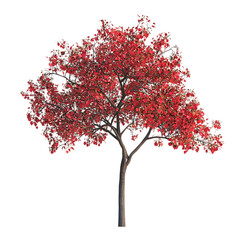 Red Tree Illustration, Autumn Tree Art, Tree with Red Leaves, Seasonal Tree Design, Nature Artwork, Red Foliage Tree Print
