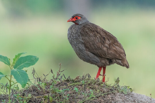 Red-necked Spurfowl (Francolinus afer)