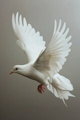 Obraz premium white dove wallpaper
