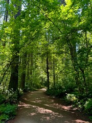 Obraz premium path in the forest