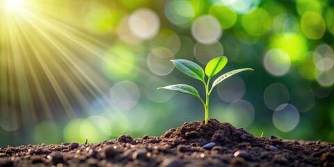 Seedling representing return on investment and saving money for profit , seedling, investment, profit, saving, money