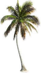 Tropical Palm Tree Illustration, Exotic Beach Vibes, Island Palm Tree Print, Summer Nature Art, Coastal Tree Drawing, Green Palm Tree Art