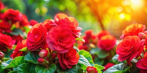 Red begonia flowers blooming in a vibrant spring garden, with abstract green nature background, Spring, scenes