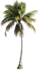 Tropical Palm Tree Illustration, Realistic Palm Tree Print, Beach Vacation Art, Coastal Decor, Summer Vibes, Island Paradise, Exotic Plant