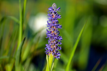 Pickerelweed, Pickerel Rush Water hyacinth (Pontederia cordata). The pickerelweed    or pickerel weed ,native amerivan flowers