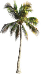 Tropical Palm Tree Illustration, Lush Green Palm Leaves Art, Exotic Beach Tree Drawing, Realistic Palm Tree Print