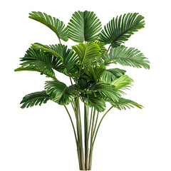 Large Green Palm Leaves Tropical Plants Illustration Art Botanical Print Poster Wall Art Home Decor Nature Greenery