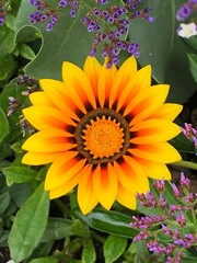 flower in the garden