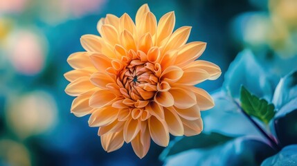 Vibrant orange dahlia bloom with soft blue background in natural light