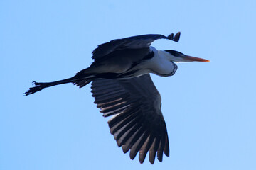 Obraz premium Garça Real Europeia em seu majestoso voo nos céus de Maricá - RJ 