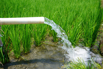 Irrigation of rice fields using pump wells with the technique of pumping water from the ground to...