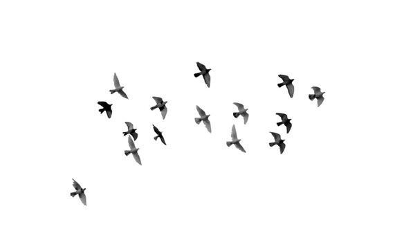 flock of pigeon flying PNG, flying birds PNG, pigeon isolated on white transparent background.png