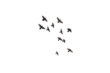 flying pigeon PNG, group of flying birds, pigeons isolated with transparent background.png