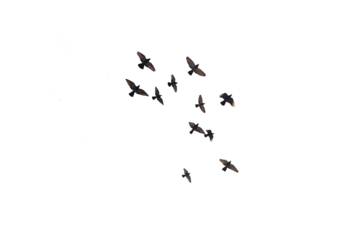 flying pigeon PNG, group of flying birds, pigeons isolated with transparent background.png