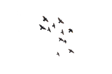 Fototapete Vögel flying pigeon PNG, group of flying birds, pigeons isolated with transparent background.png  © Dr Stock