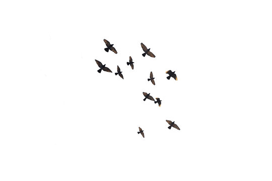 flying pigeon PNG, group of flying birds, pigeons isolated with transparent background.png
