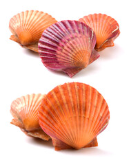 Obraz premium Raw scallop on white background 