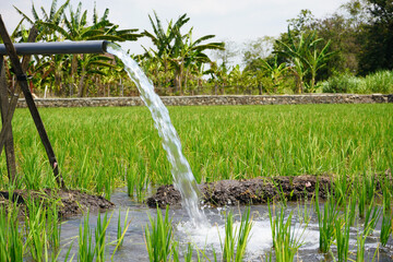 Irrigation of rice fields using pump wells with the technique of pumping water from the ground to...